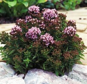 Zemā raudene 'Diabolo'